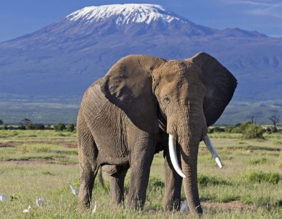 Best of African wildebeest crossing mara river in 7 days