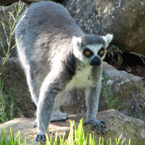 Full Day Lisbon Natural Private Tour