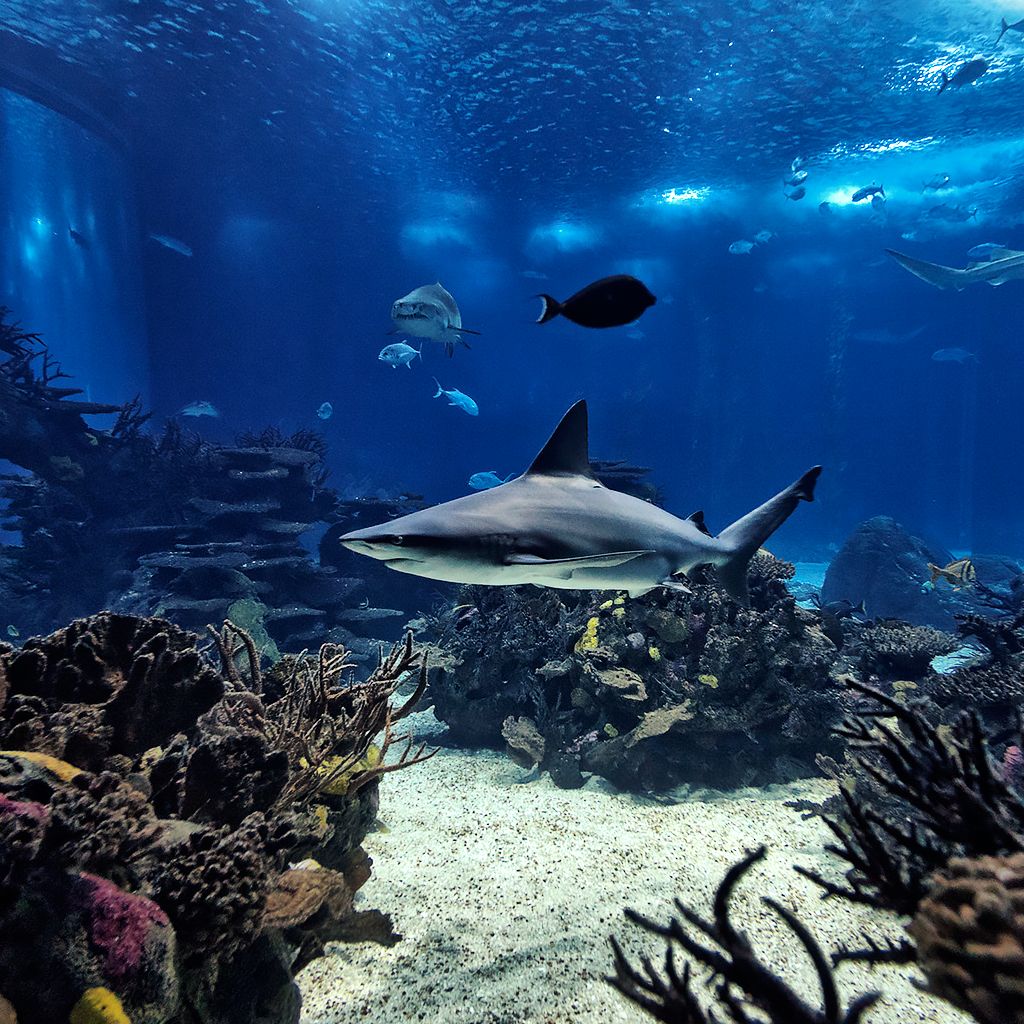 San George Castelo Full Day Trip